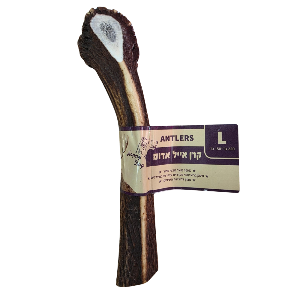 קרן אייל אדום L