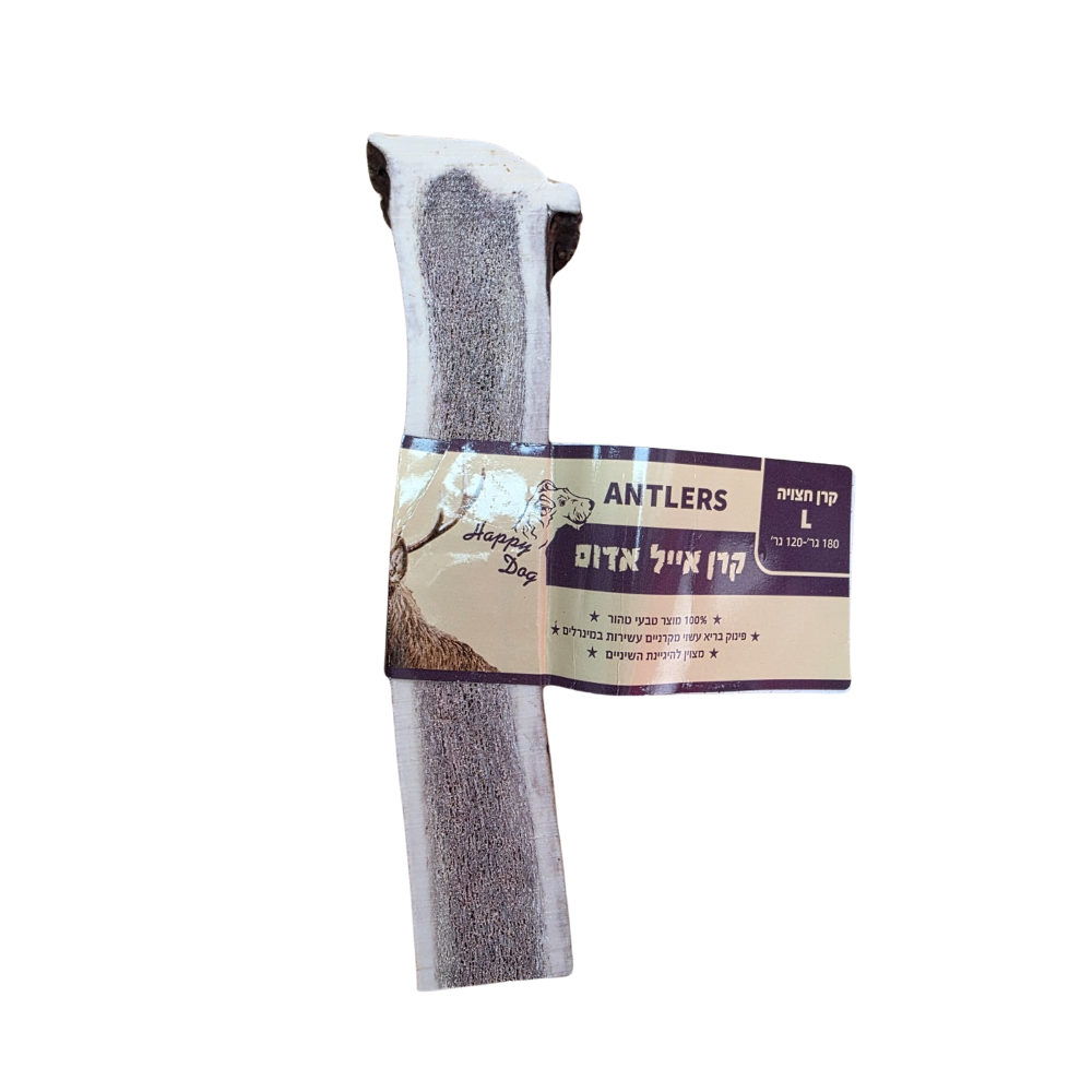 קרן אייל חצויה L