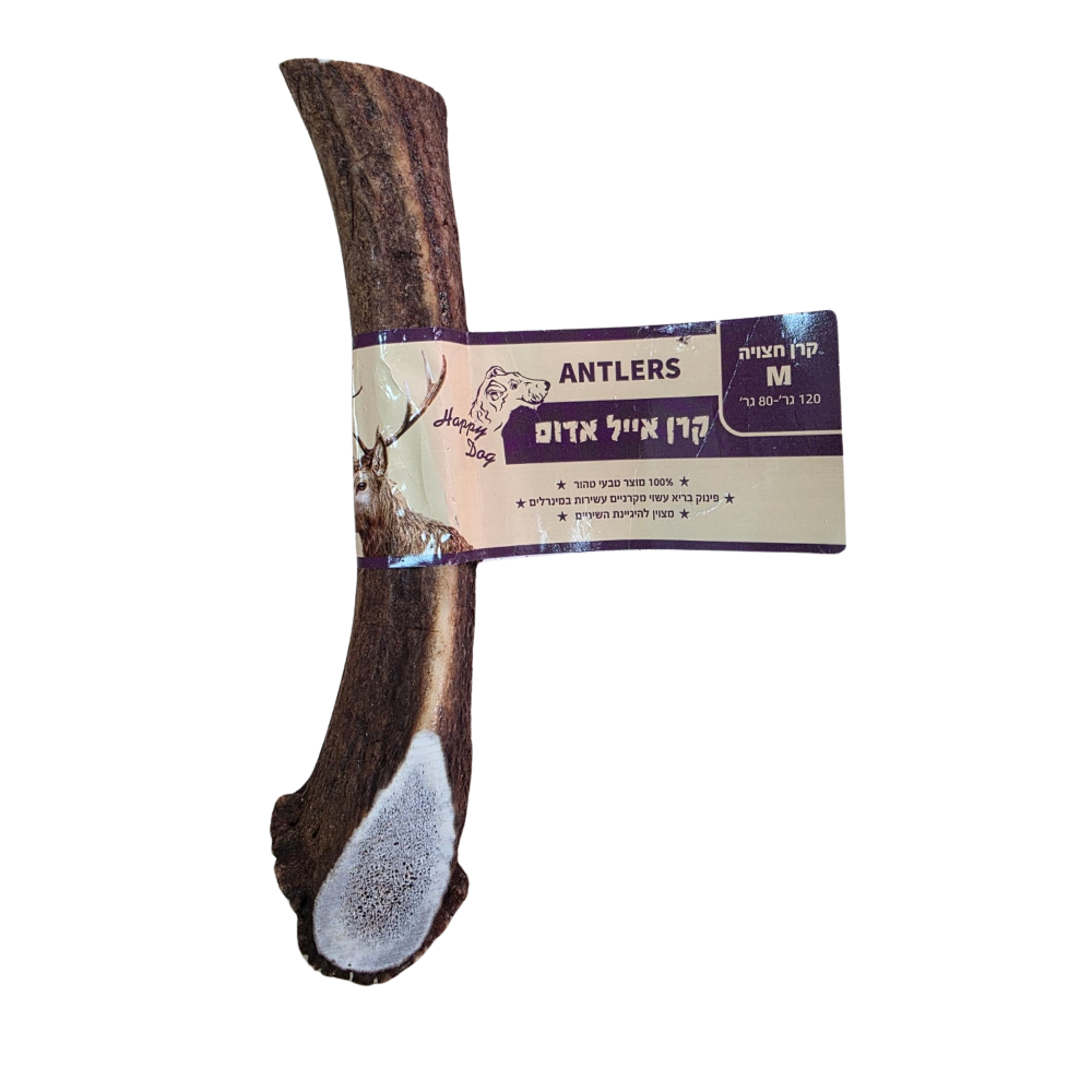 קרן אייל חצויה M